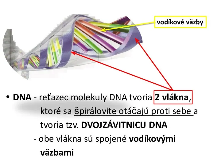 DNA - reťazec molekuly DNA tvoria 2 vlákna, ktoré sa špirálovite otáčajú