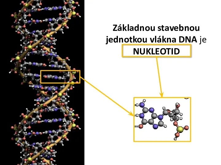 Základnou stavebnou jednotkou vlákna DNA je NUKLEOTID