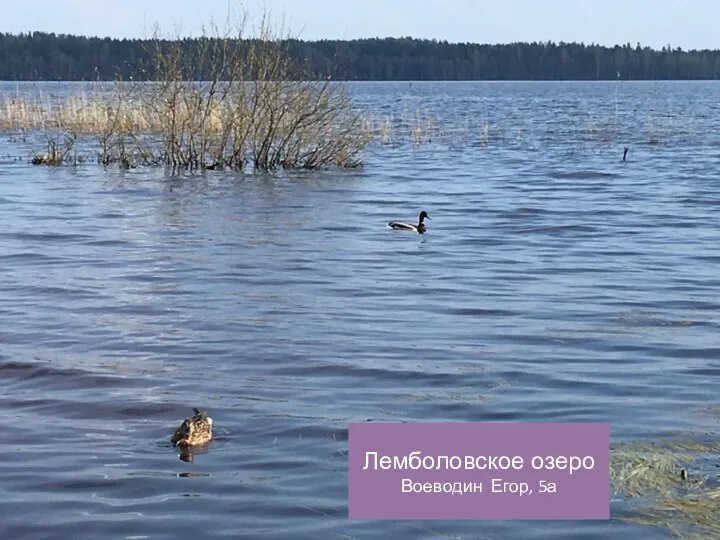 Лемболовское озеро Воеводин Егор, 5а