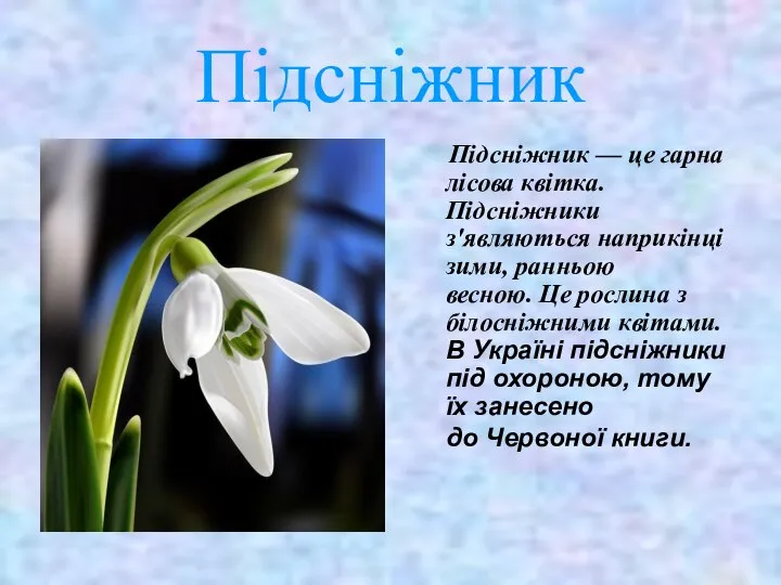 Підсніжник Підсніжник — це гарна лісова квітка.Підсніжники з'являються наприкінці зими, ранньою весною.