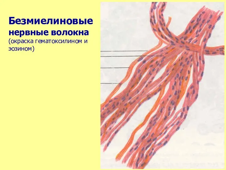 Безмиелиновые нервные волокна (окраска гематоксилином и эозином)