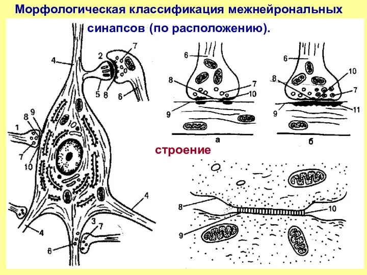 Морфологическая классификация межнейрональных синапсов (по расположению). строение