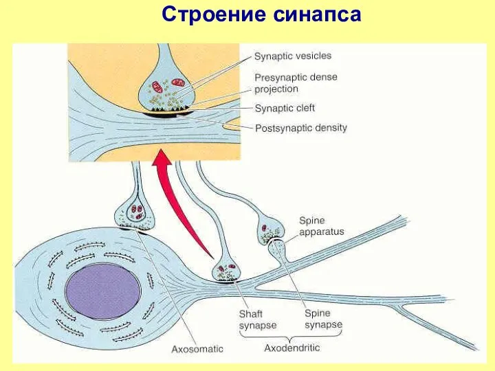 Строение синапса