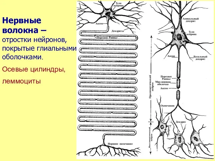 Нервные волокна – отростки нейронов, покрытые глиальными оболочками. Осевые цилиндры, леммоциты