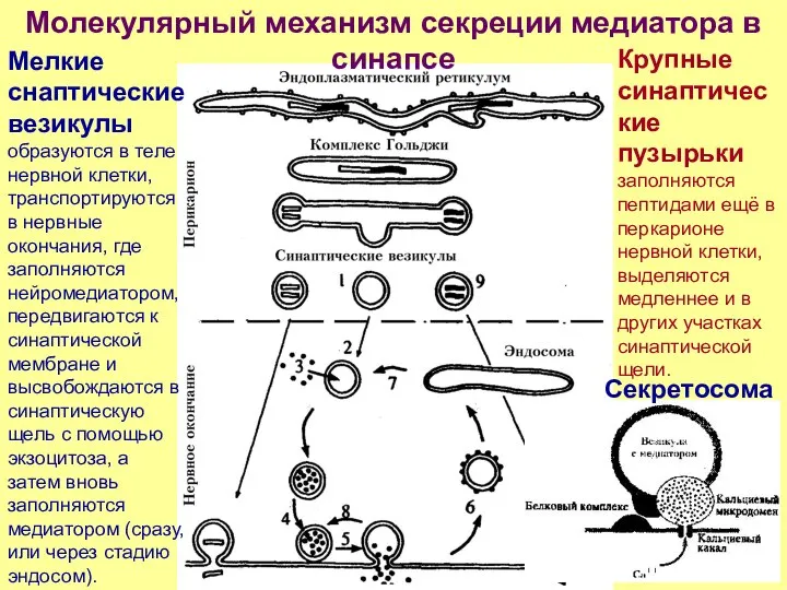 Мелкие снаптические везикулы образуются в теле нервной клетки, транспортируются в нервные окончания,