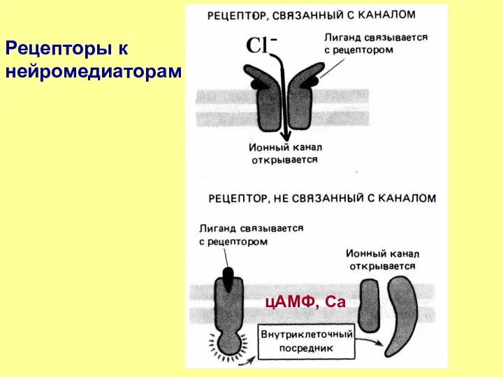 Рецепторы к нейромедиаторам цАМФ, Са