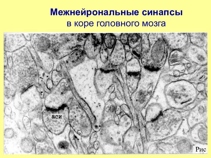 Межнейрональные синапсы в коре головного мозга Рис.