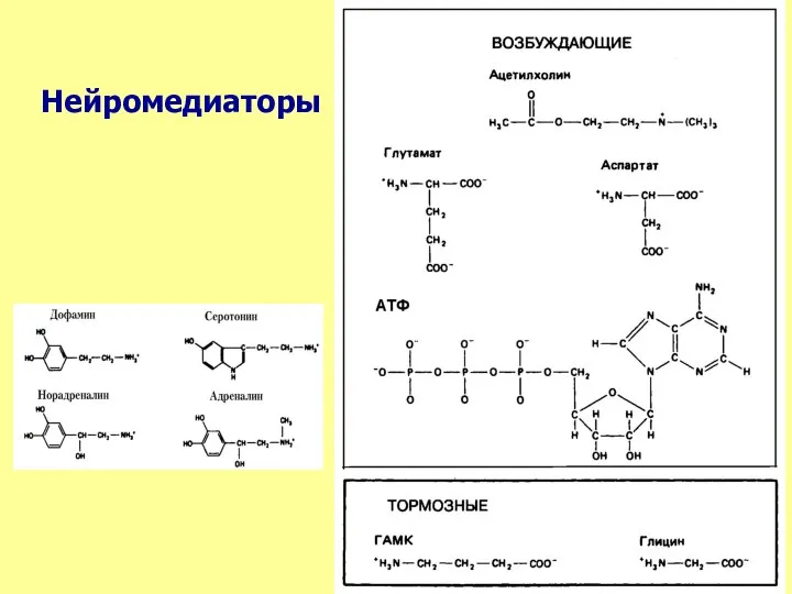 Нейромедиаторы