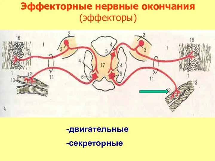 Эффекторные нервные окончания (эффекторы) двигательные секреторные