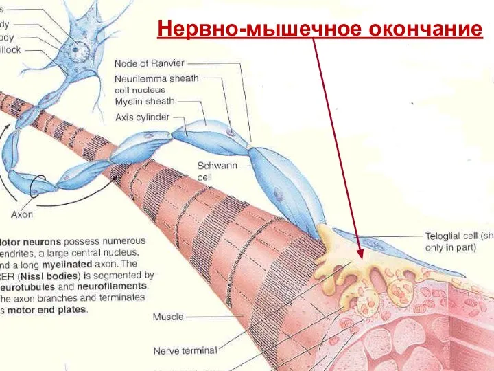 Нервно-мышечное окончание