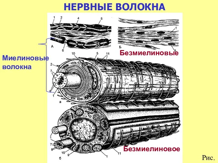 НЕРВНЫЕ ВОЛОКНА Миелиновые волокна Безмиелиновые Безмиелиновое Рис.