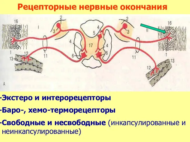 Экстеро и интерорецепторы Баро-, хемо-терморецепторы Свободные и несвободные (инкапсулированные и неинкапсулированные) Рецепторные нервные окончания