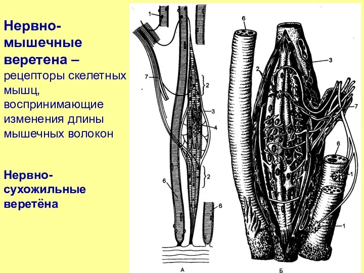 Нервно-мышечные веретена – рецепторы скелетных мышц, воспринимающие изменения длины мышечных волокон Нервно-сухожильные веретёна