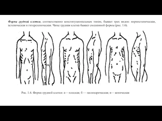 Форма грудной клетки, соответственно конституциональным типам, бывает трех видов: нормостеническая, астеническая и