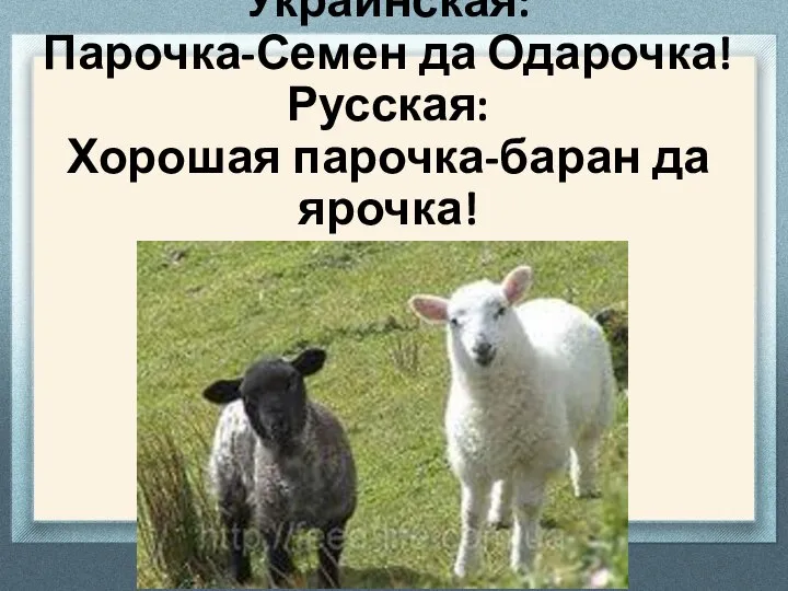 Украинская: Парочка-Семен да Одарочка! Русская: Хорошая парочка-баран да ярочка!