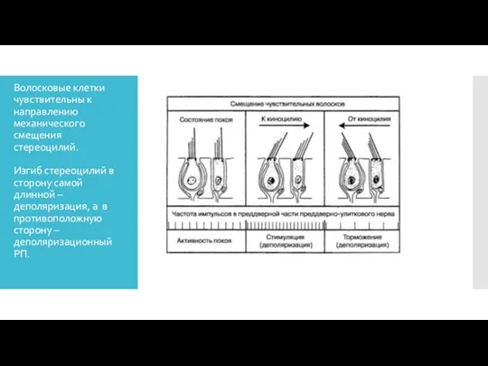 Волосковые клетки чувствительны к направлению механического смещения стереоцилий. Изгиб стереоцилий в сторону