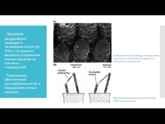 - Звуковое раздражение приводит к натяжению нитей (tip links), что должно вызывать