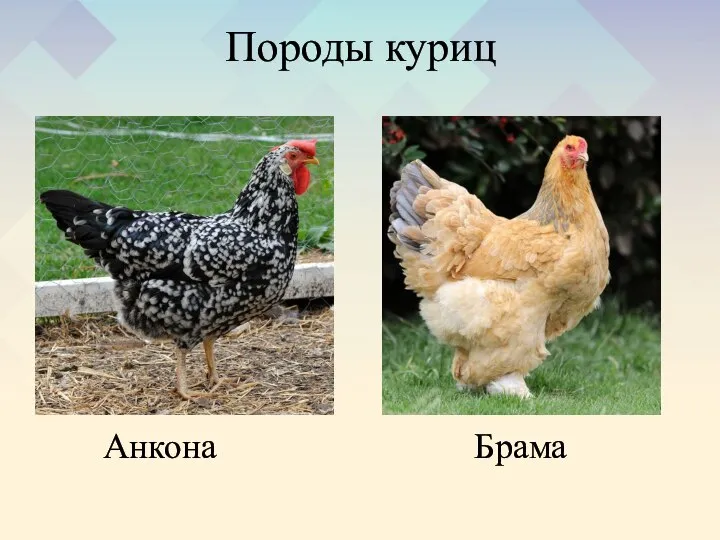 Породы куриц Анкона Брама