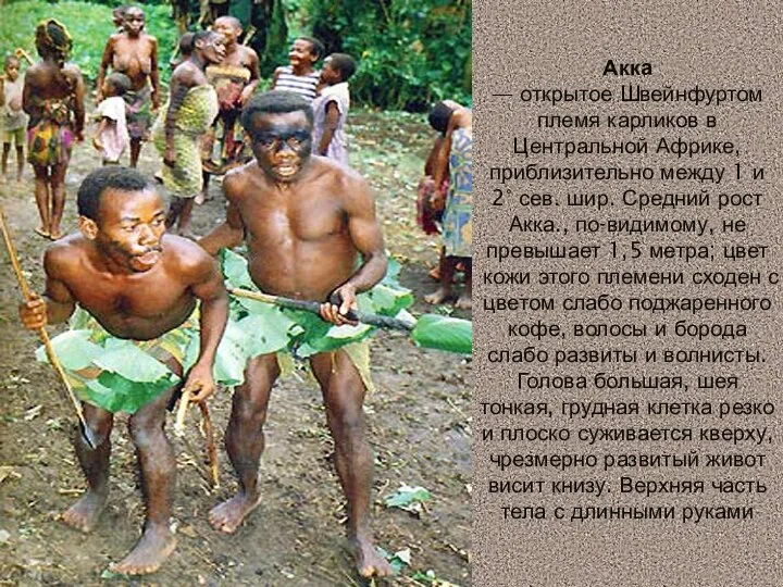 Акка — открытое Швейнфуртом племя карликов в Центральной Африке, приблизительно между 1