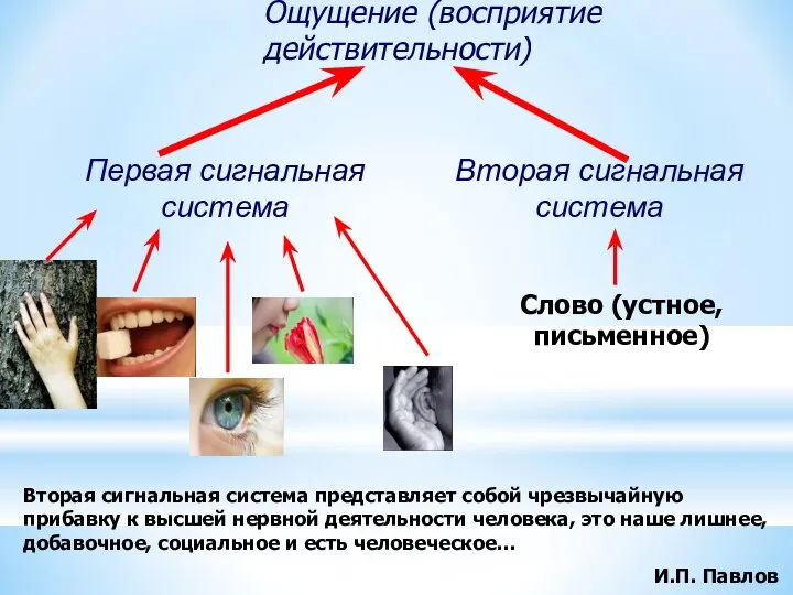 Первая сигнальная система Вторая сигнальная система Ощущение (восприятие действительности) Слово (устное, письменное)