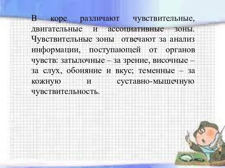 В коре различают чувствительные, двигательные и ассоциативные зоны. Чувствительные зоны отвечают за