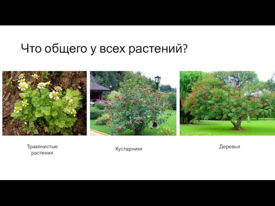 Что общего у всех растений? Травянистые растения Кустарники Деревья