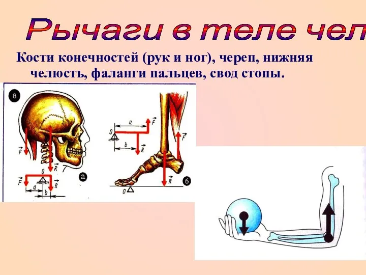 Кости конечностей (рук и ног), череп, нижняя челюсть, фаланги пальцев, свод стопы. Рычаги в теле человека: