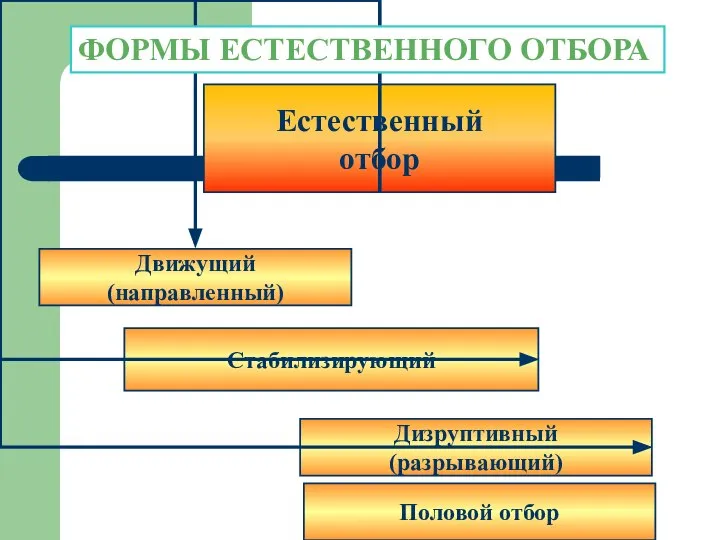 ФОРМЫ ЕСТЕСТВЕННОГО ОТБОРА Половой отбор