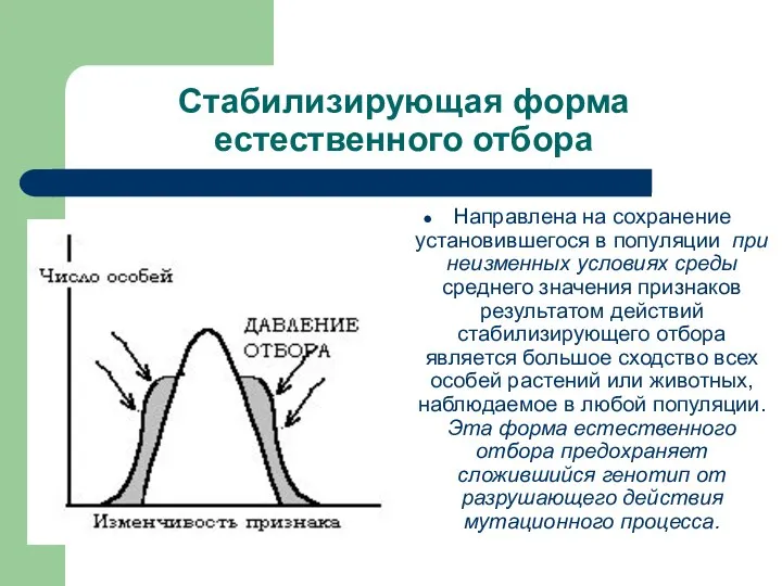 Стабилизирующая форма естественного отбора Направлена на сохранение установившегося в популяции при неизменных