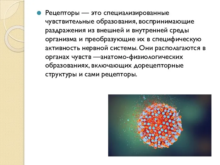 Рецепторы — это специализированные чувствительные образования, воспринимающие раздражения из внешней и внутренней