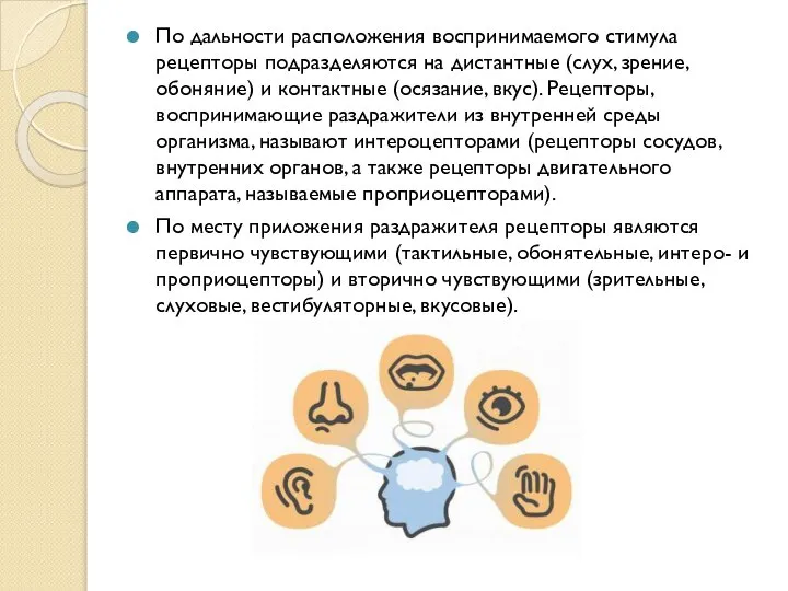 По дальности расположения воспринимаемого стимула рецепторы подразделяются на дистантные (слух, зрение, обоняние)