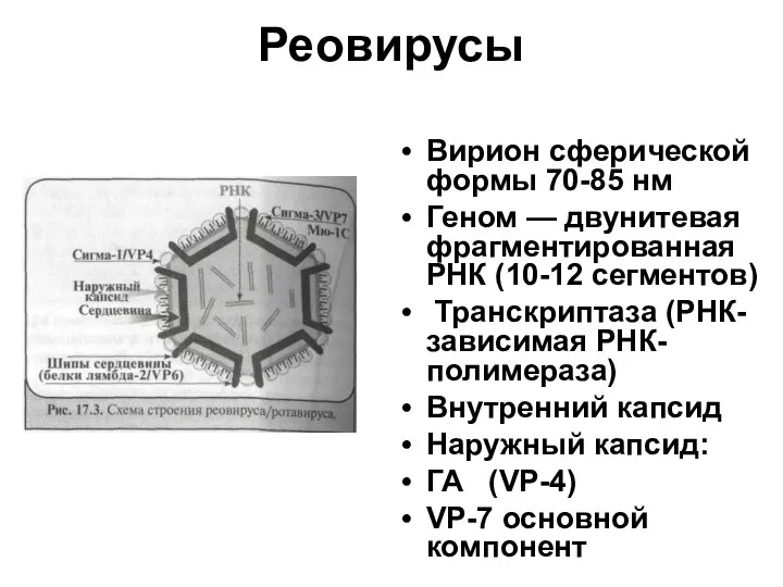 Реовирусы Вирион сферической формы 70-85 нм Геном — двунитевая фрагментированная РНК (10-12