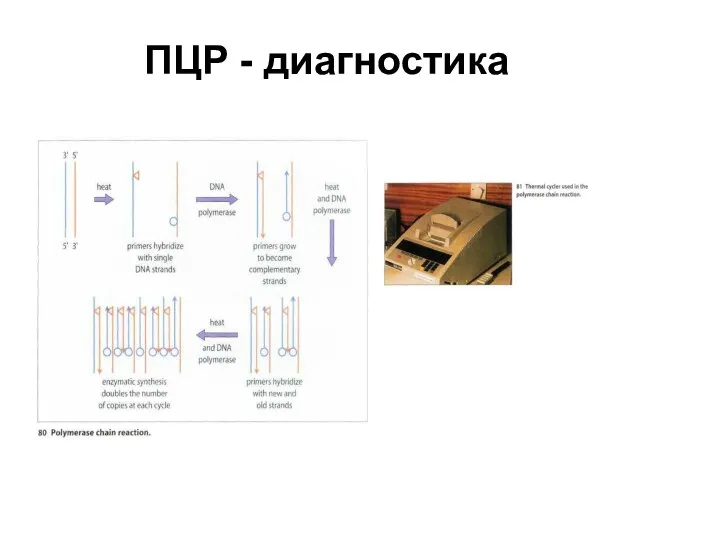 ПЦР - диагностика