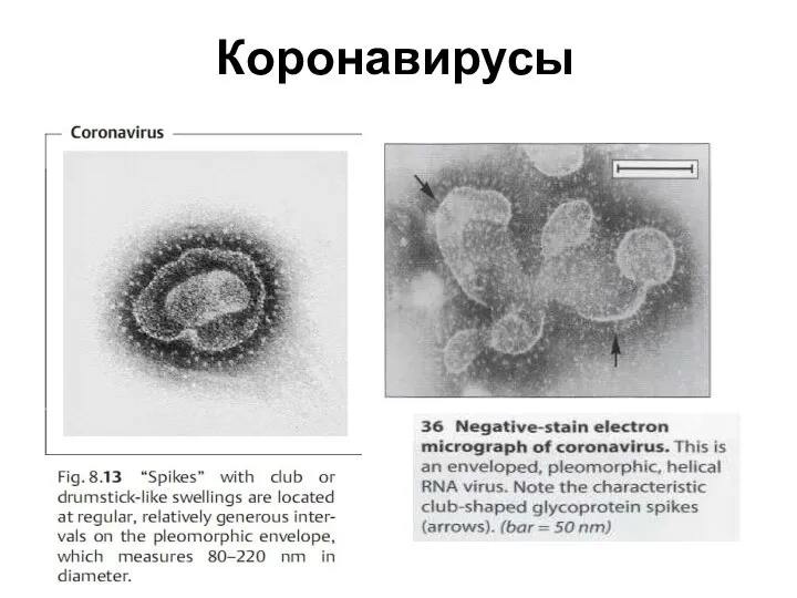 Коронавирусы