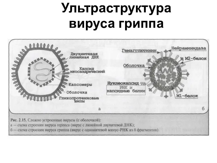 Ультраструктура вируса гриппа