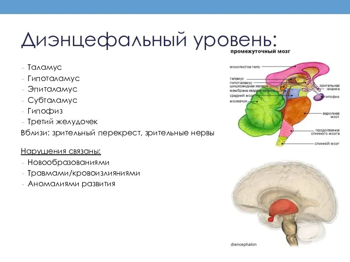 Диэнцефальный уровень: Таламус Гипоталамус Эпиталамус Субталамус Гипофиз Третий желудочек Вблизи: зрительный перекрест,