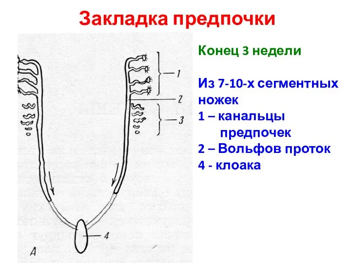 Закладка предпочки Конец 3 недели Из 7-10-х сегментных ножек 1 – канальцы