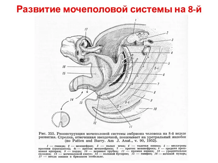 Развитие мочеполовой системы на 8-й нед.