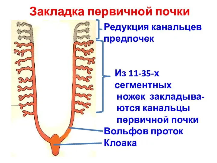 Закладка первичной почки Редукция канальцев предпочек Из 11-35-х сегментных ножек закладыва- ются