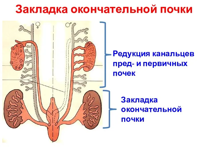 Закладка окончательной почки Редукция канальцев пред- и первичных почек Закладка окончательной почки