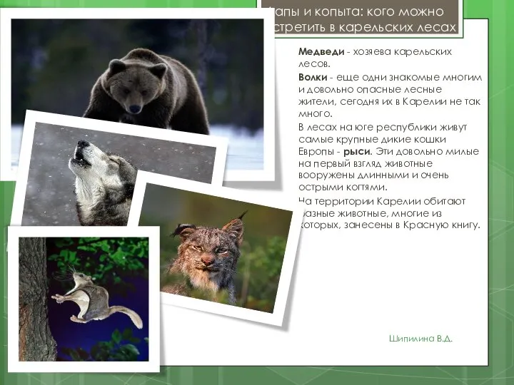 Лапы и копыта: кого можно встретить в карельских лесах Медведи - хозяева