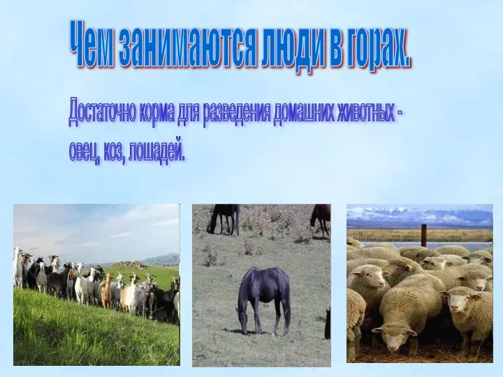 Чем занимаются люди в горах. Достаточно корма для разведения домашних животных - овец, коз, лошадей.