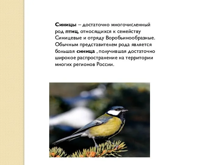 Синицы – достаточно многочисленный род птиц, относящихся к семейству Синицевые и отряду