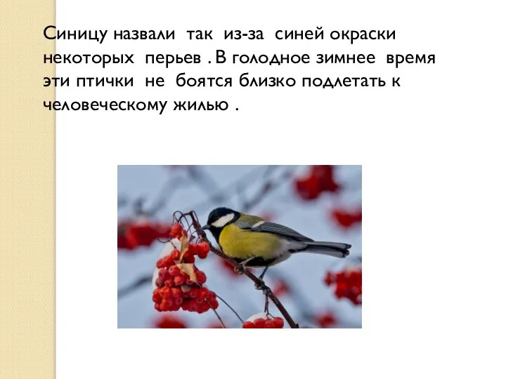 Синицу назвали так из-за синей окраски некоторых перьев . В голодное зимнее