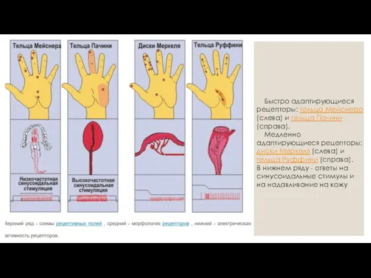 Быстро адаптирующиеся рецепторы: тельца Мейснера (слева) и тельца Пачини (справа). Медленно адаптирующиеся