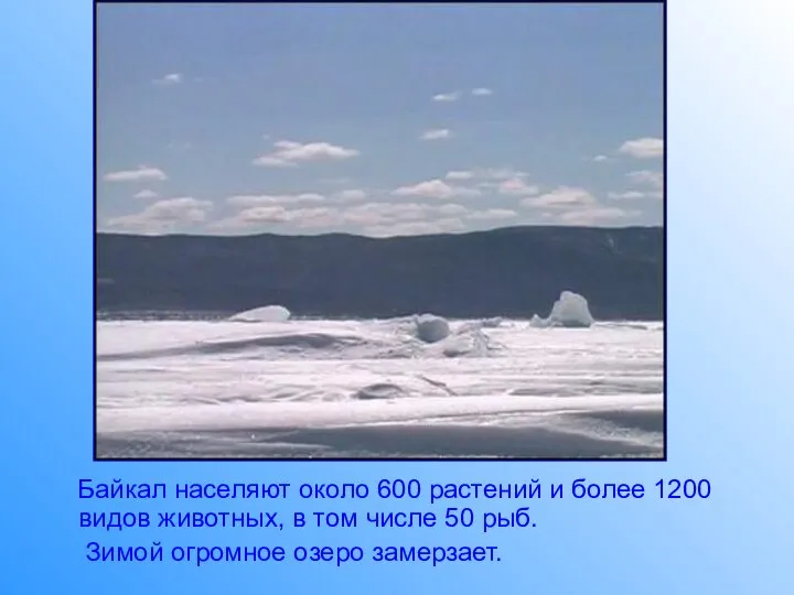 Байкал населяют около 600 растений и более 1200 видов животных, в том