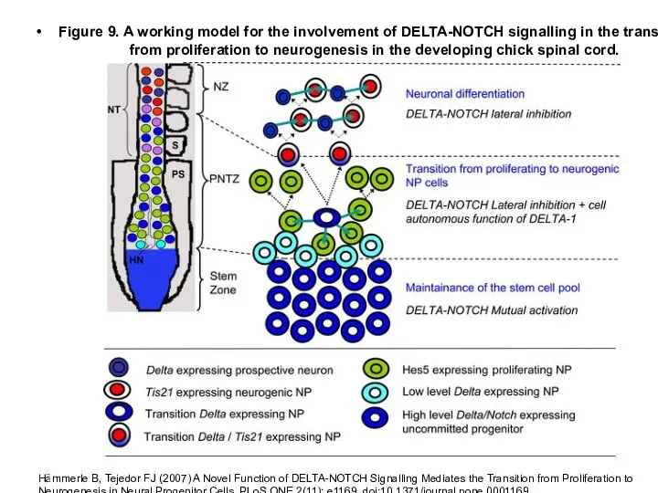 Figure 9. A working model for the involvement of DELTA-NOTCH signalling in