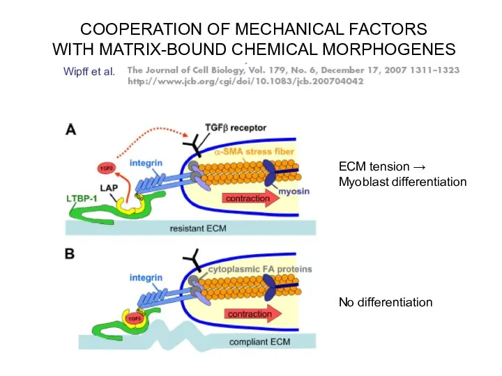 COOPERATION OF MECHANICAL FACTORS WITH MATRIX-BOUND CHEMICAL MORPHOGENES Wipff et al. ECM