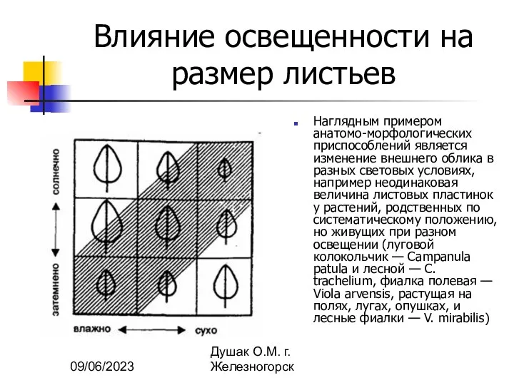 09/06/2023 Душак О.М. г.Железногорск Влияние освещенности на размер листьев Наглядным примером анатомо-морфологических