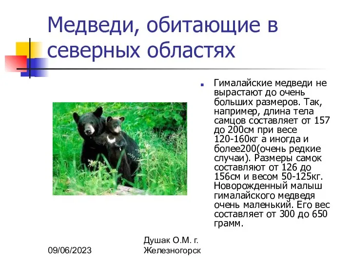 09/06/2023 Душак О.М. г.Железногорск Медведи, обитающие в северных областях Гималайские медведи не